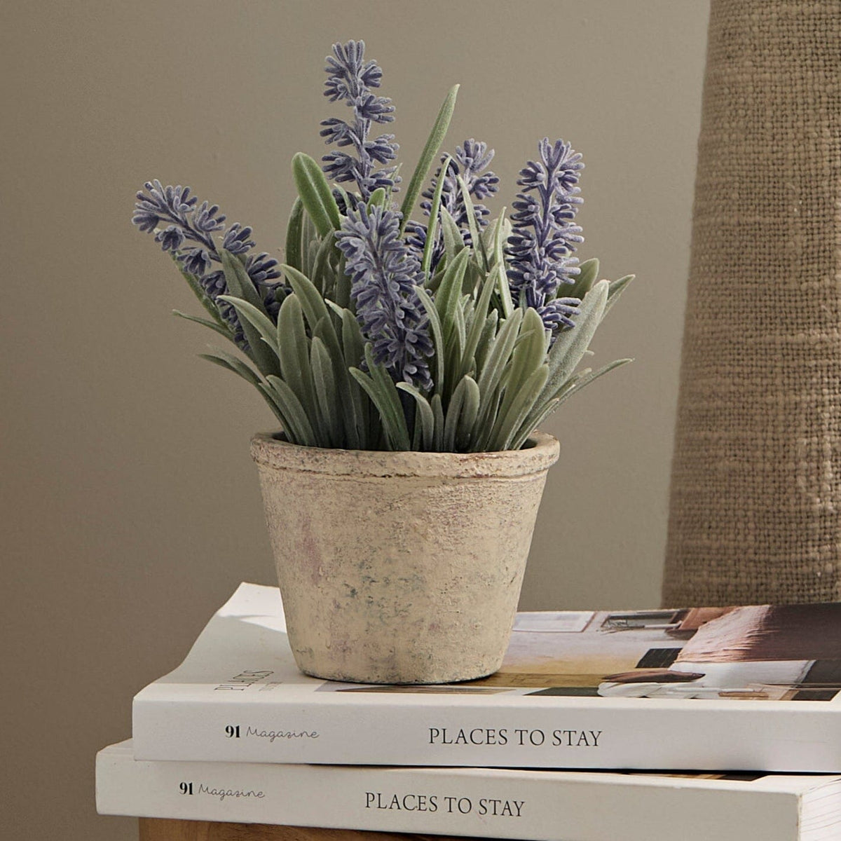 Kew Lavender Plant in Cement Pot - 18cm - Laura James