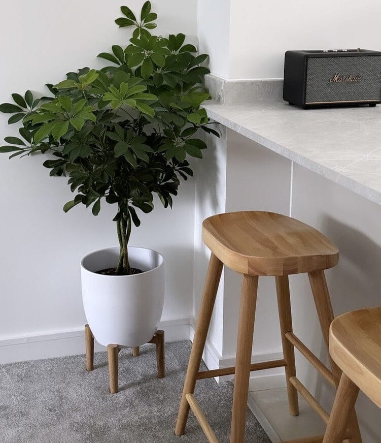 Silvester bar stool - classic oak - Laura James