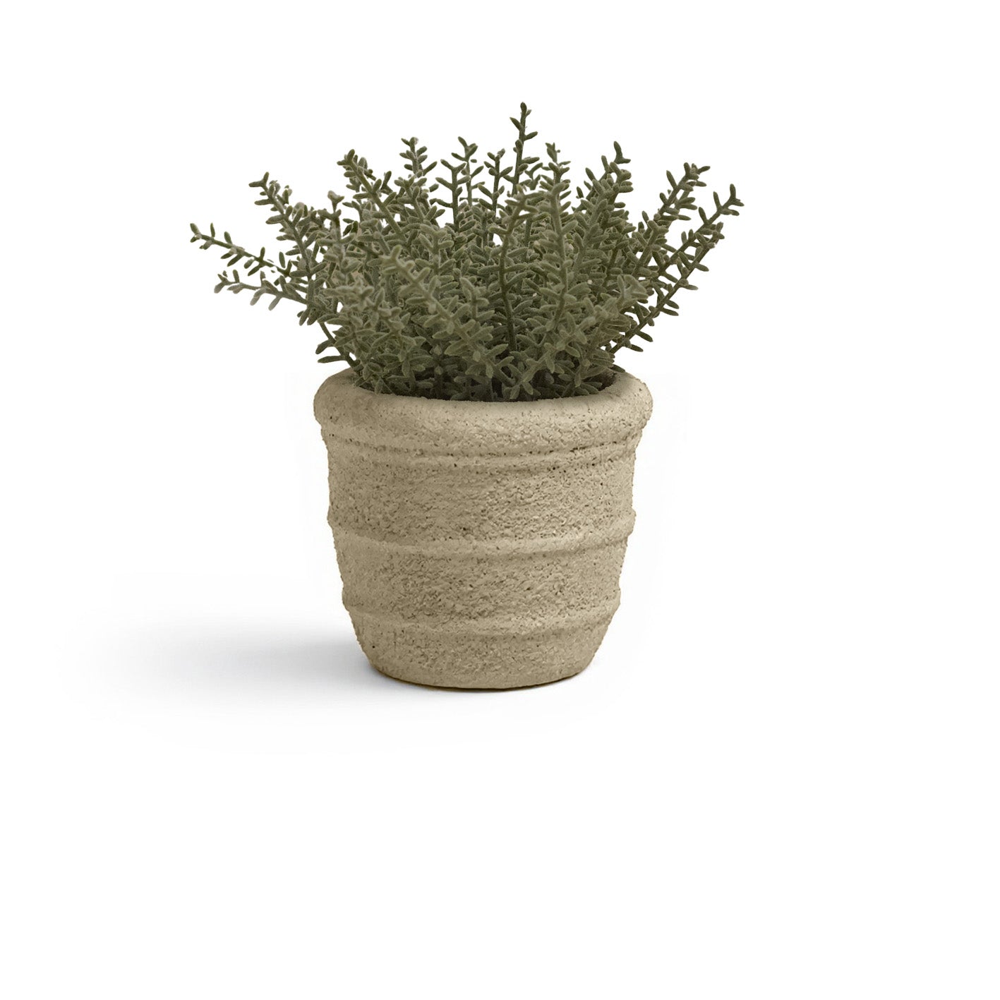 Kew_14cm_Sarcandra_in_Paper_Mache_Pot-1_77a1d980-337d-4e45-885d-ef2abf66e991 - Laura James