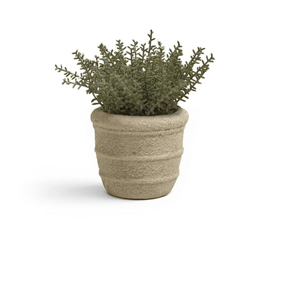 Kew_14cm_Sarcandra_in_Paper_Mache_Pot-1_77a1d980-337d-4e45-885d-ef2abf66e991 - Laura James