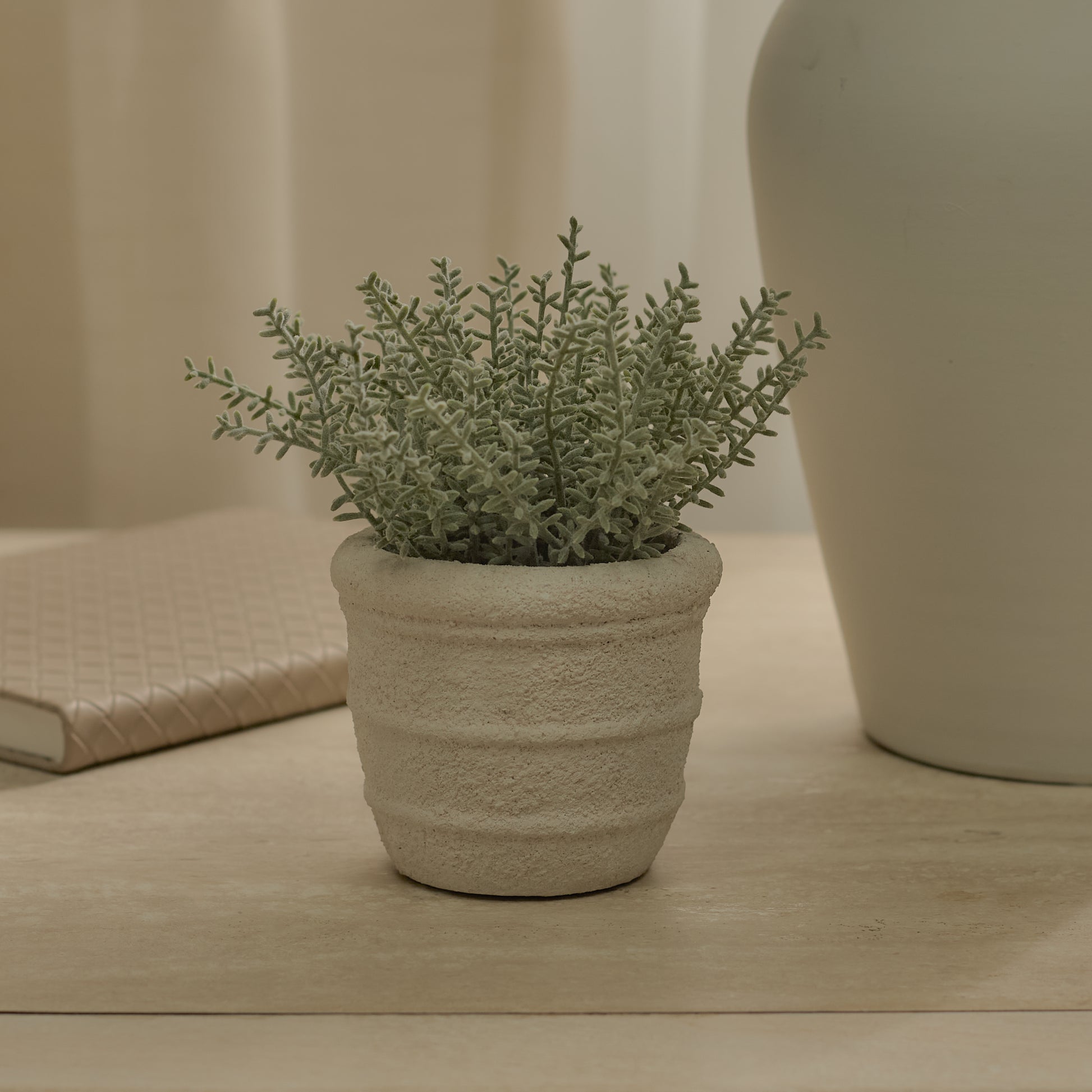 Kew_14cm_Sarcandra_in_Paper_Mache_Pot-1_77a1d980-337d-4e45-885d-ef2abf66e991 - Laura James