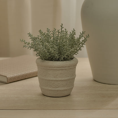 Kew_14cm_Sarcandra_in_Paper_Mache_Pot-1_77a1d980-337d-4e45-885d-ef2abf66e991 - Laura James