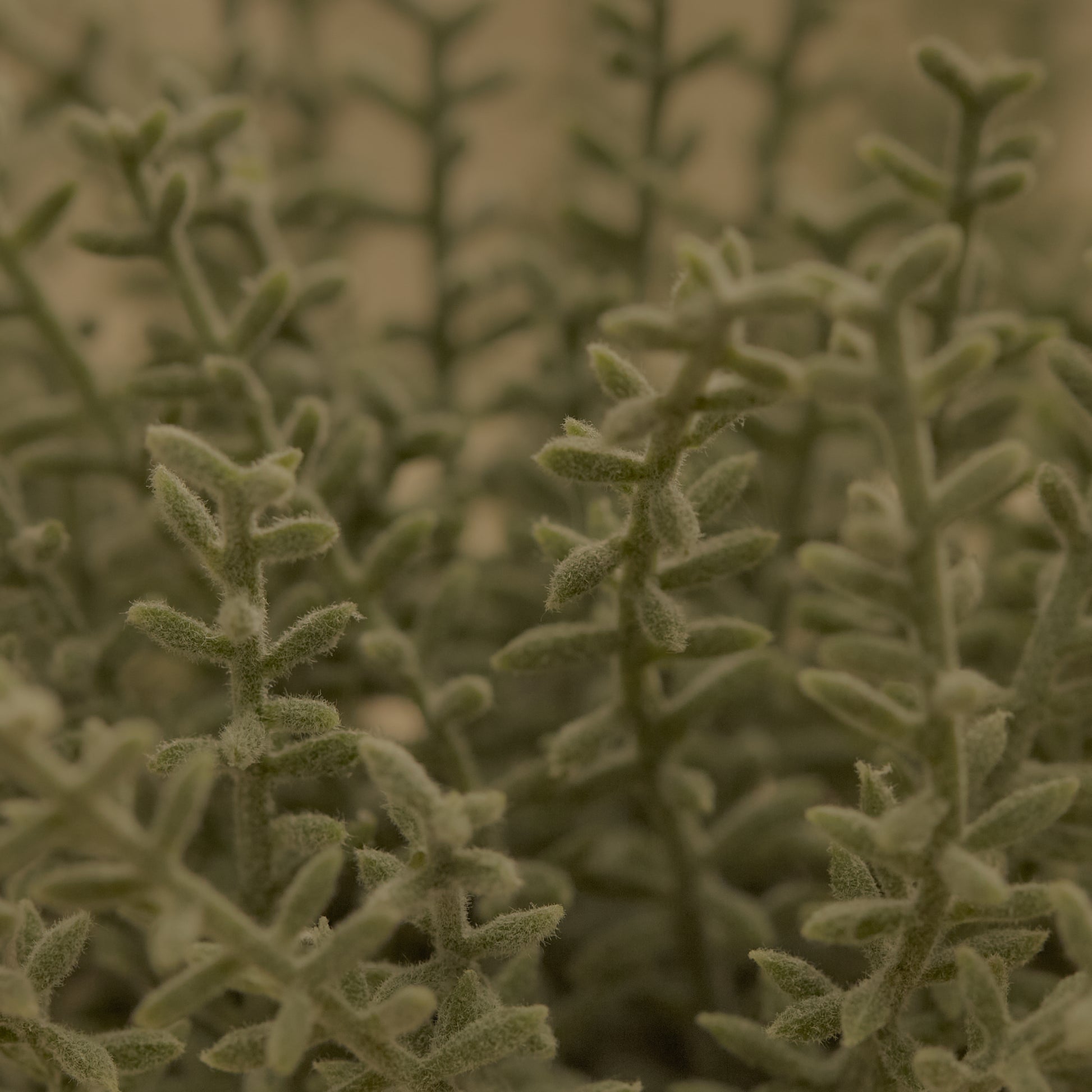 Kew_14cm_Sarcandra_in_Paper_Mache_Pot-1_77a1d980-337d-4e45-885d-ef2abf66e991 - Laura James