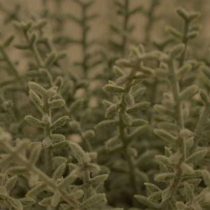 Kew_14cm_Sarcandra_in_Paper_Mache_Pot-1_77a1d980-337d-4e45-885d-ef2abf66e991 - Laura James