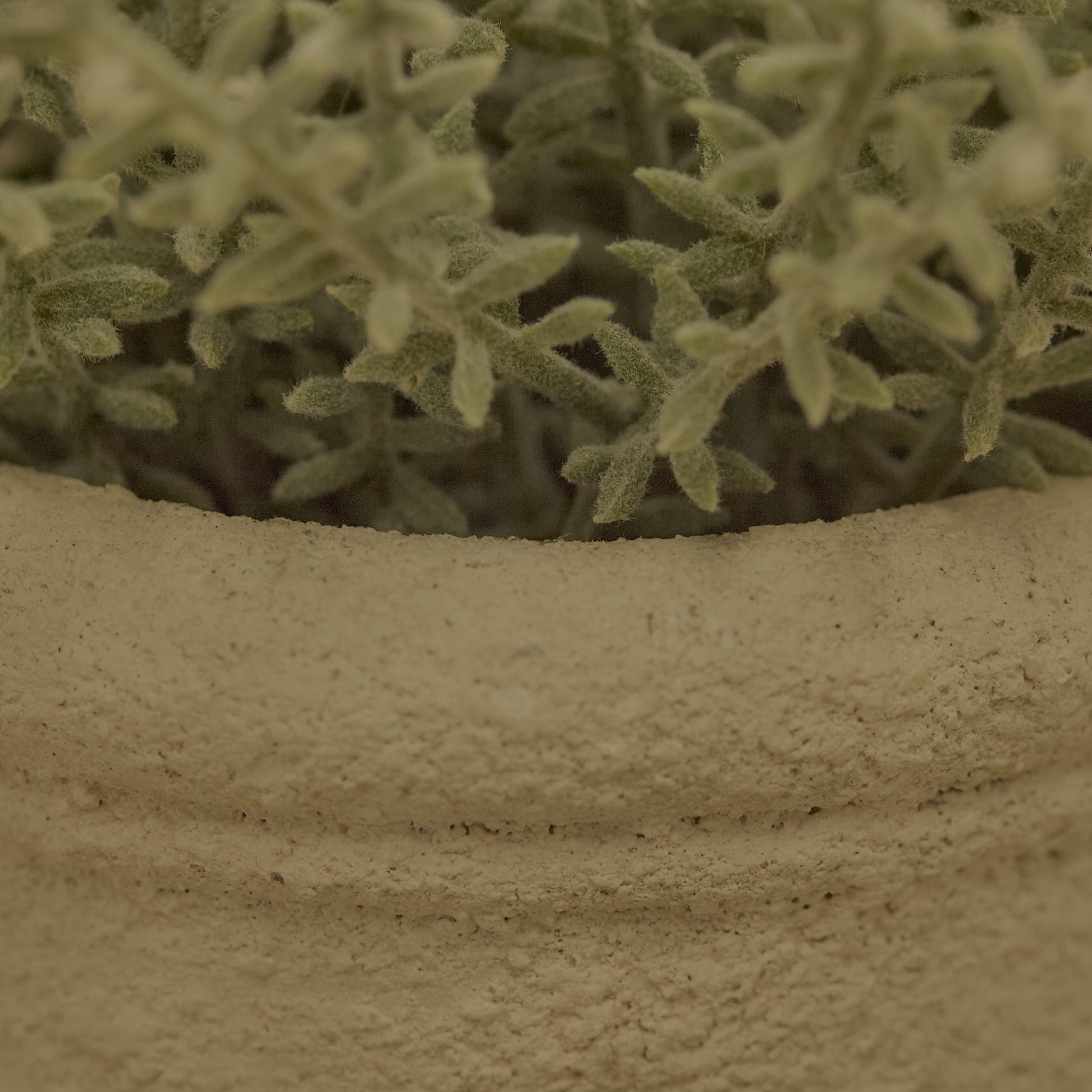 Kew_14cm_Sarcandra_in_Paper_Mache_Pot-1_77a1d980-337d-4e45-885d-ef2abf66e991 - Laura James