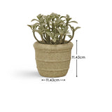 Kew_14cm_Succulent_in_Paper_Mache_Pot-1 - Laura James