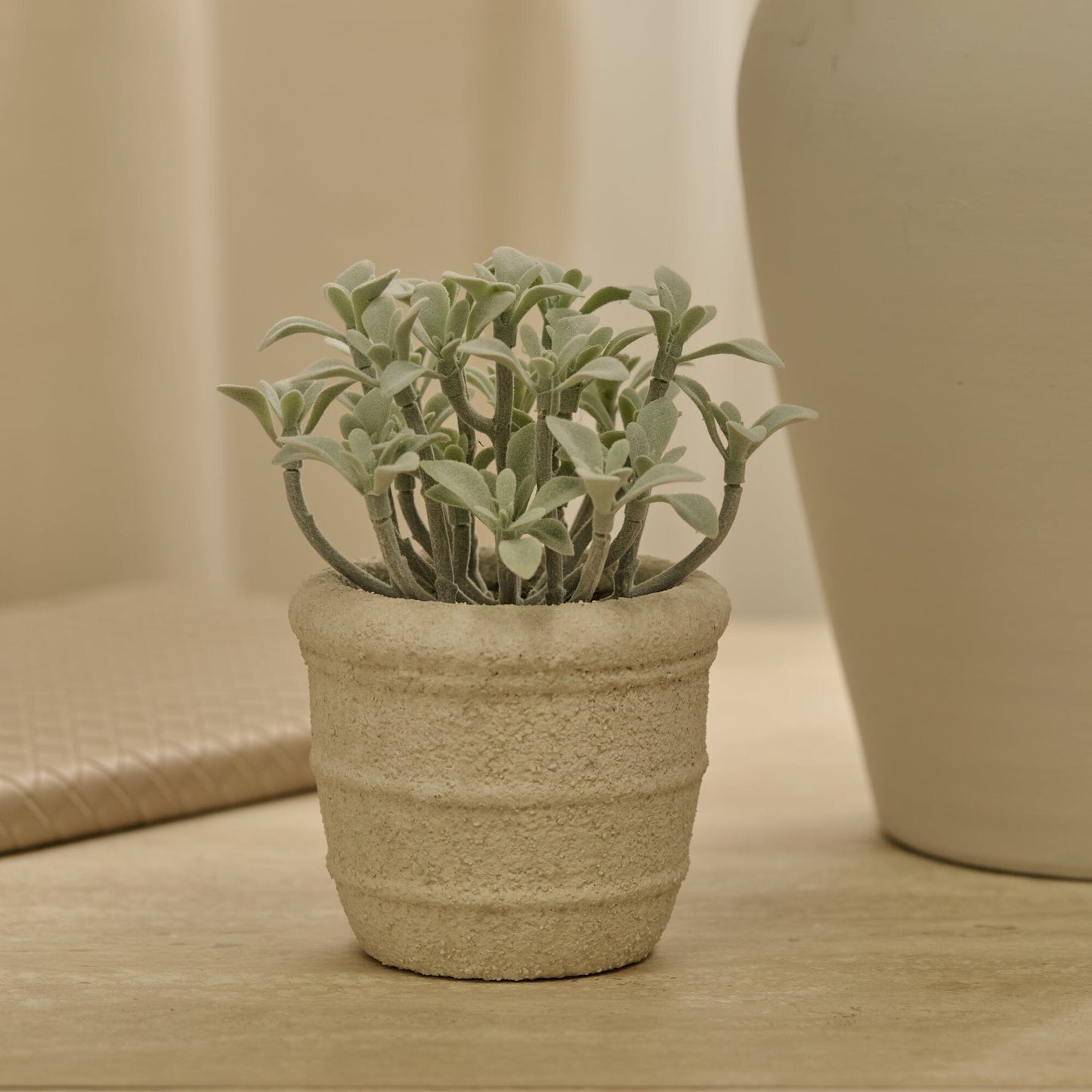 Kew_14cm_Succulent_in_Paper_Mache_Pot-1 - Laura James