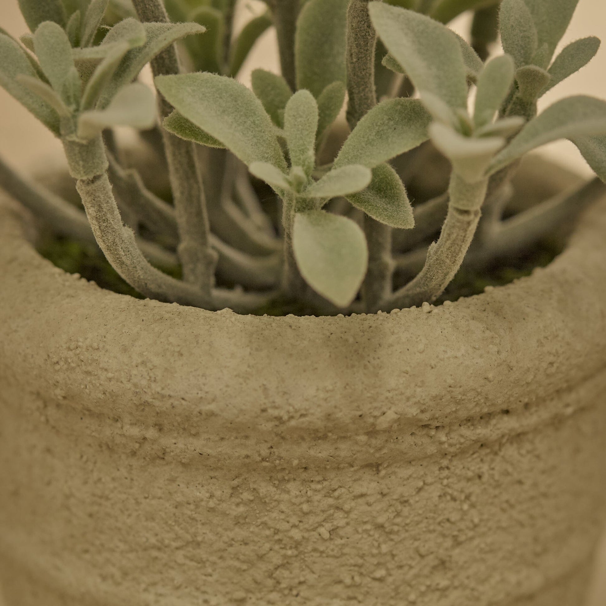 Kew_14cm_Succulent_in_Paper_Mache_Pot-1 - Laura James