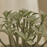 Kew_14cm_Succulent_in_Paper_Mache_Pot-1 - Laura James