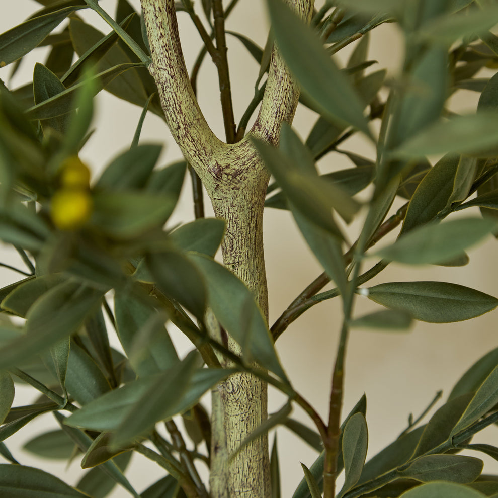 Outlet - Kew Olive Tree in Cement Pot - 157cm – Laura James