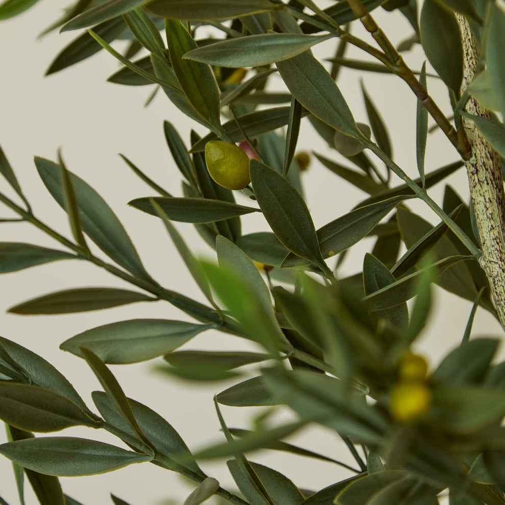 Outlet - Kew Olive Tree in Cement Pot - 157cm – Laura James