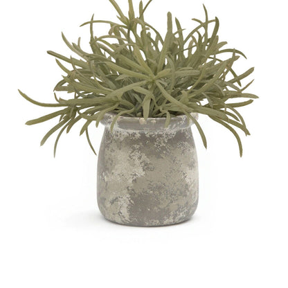 Kew_17cm_Acorus_Calamus_in_Ceramic_Pot-1-0 - Laura James