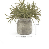 Kew_17cm_Acorus_Calamus_in_Ceramic_Pot-1-0 - Laura James