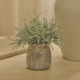 Kew_17cm_Acorus_Calamus_in_Ceramic_Pot-1-0 - Laura James