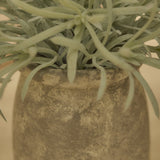 Kew_17cm_Acorus_Calamus_in_Ceramic_Pot-1-0 - Laura James