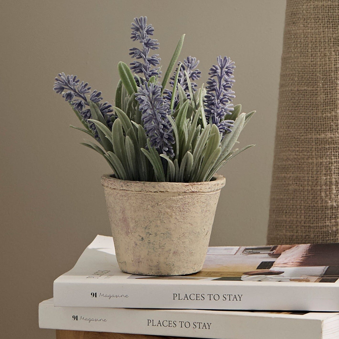 Kew Lavender Plant in Cement Pot - 18cm - Laura James