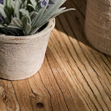 Kew Lavender Plant in Cement Pot - 18cm - Laura James