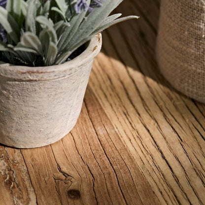 Kew Lavender Plant in Cement Pot - 18cm - Laura James