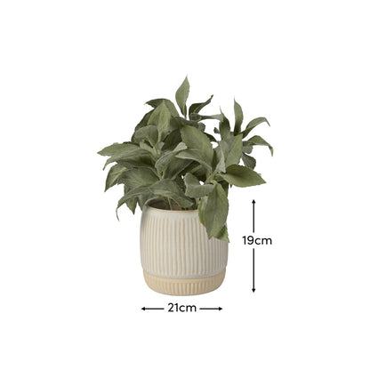 Kew 21cm Salvia Officinalis In Ceramic Pot - Laura James 