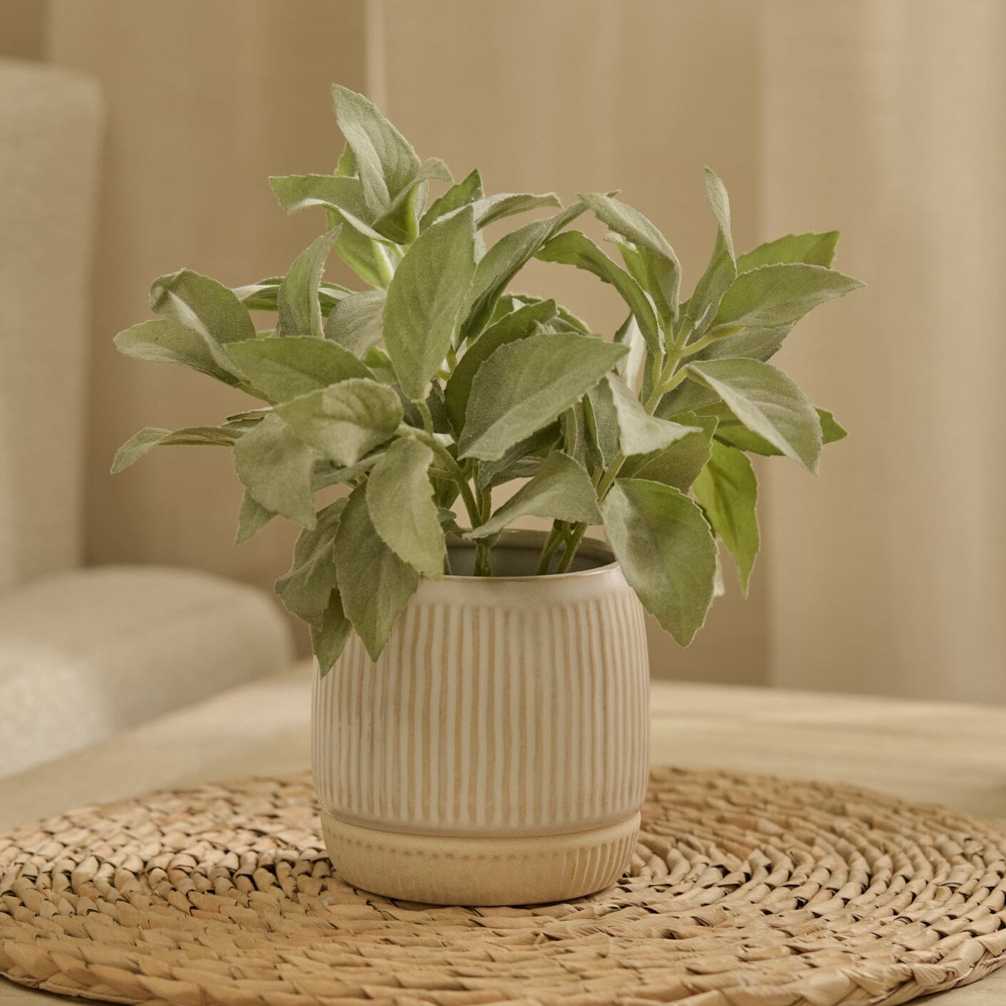 Kew 21cm Salvia Officinalis In Ceramic Pot - Laura James 