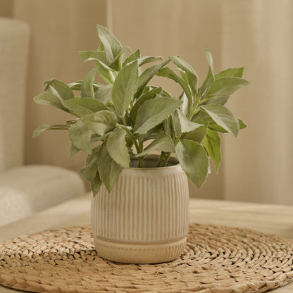 Kew 21cm Salvia Officinalis In Ceramic Pot - Laura James 