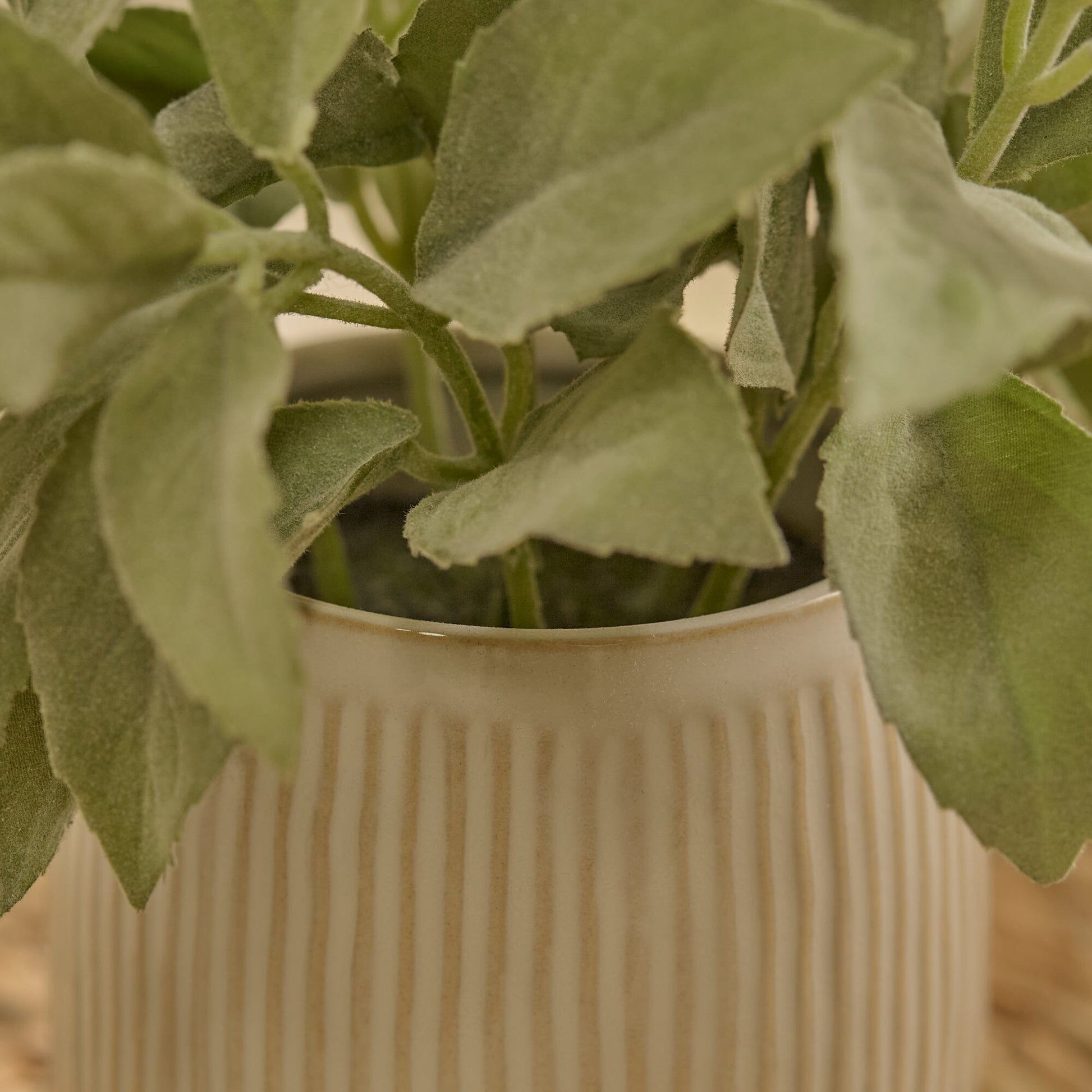 Kew 21cm Salvia Officinalis In Ceramic Pot - Laura James 