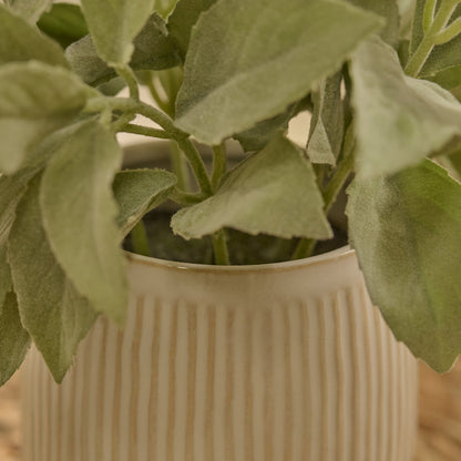 Kew 21cm Salvia Officinalis In Ceramic Pot - Laura James 