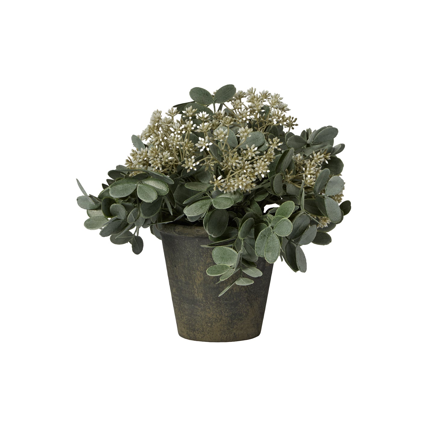 Kew 24cm Arachis Flower In Paper Mache Pot