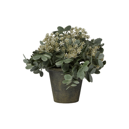 Kew 24cm Arachis Flower In Paper Mache Pot