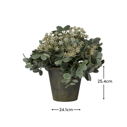 Kew 24cm Arachis Flower In Paper Mache Pot