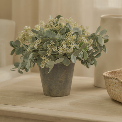 Kew 24cm Arachis Flower In Paper Mache Pot