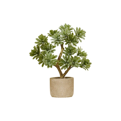 Kew Succulent in Cement Pot - 40cm - Laura James