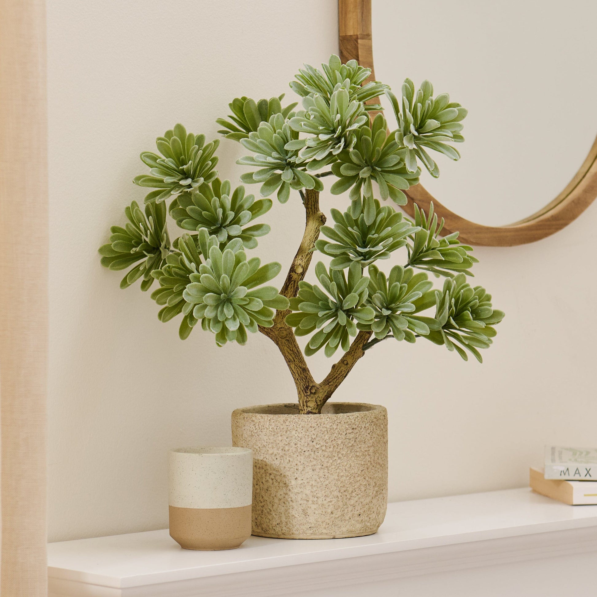 kew marble succulent Kew Succulent in Cement Pot