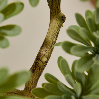 Kew Succulent in Cement Pot - 40cm - Laura James