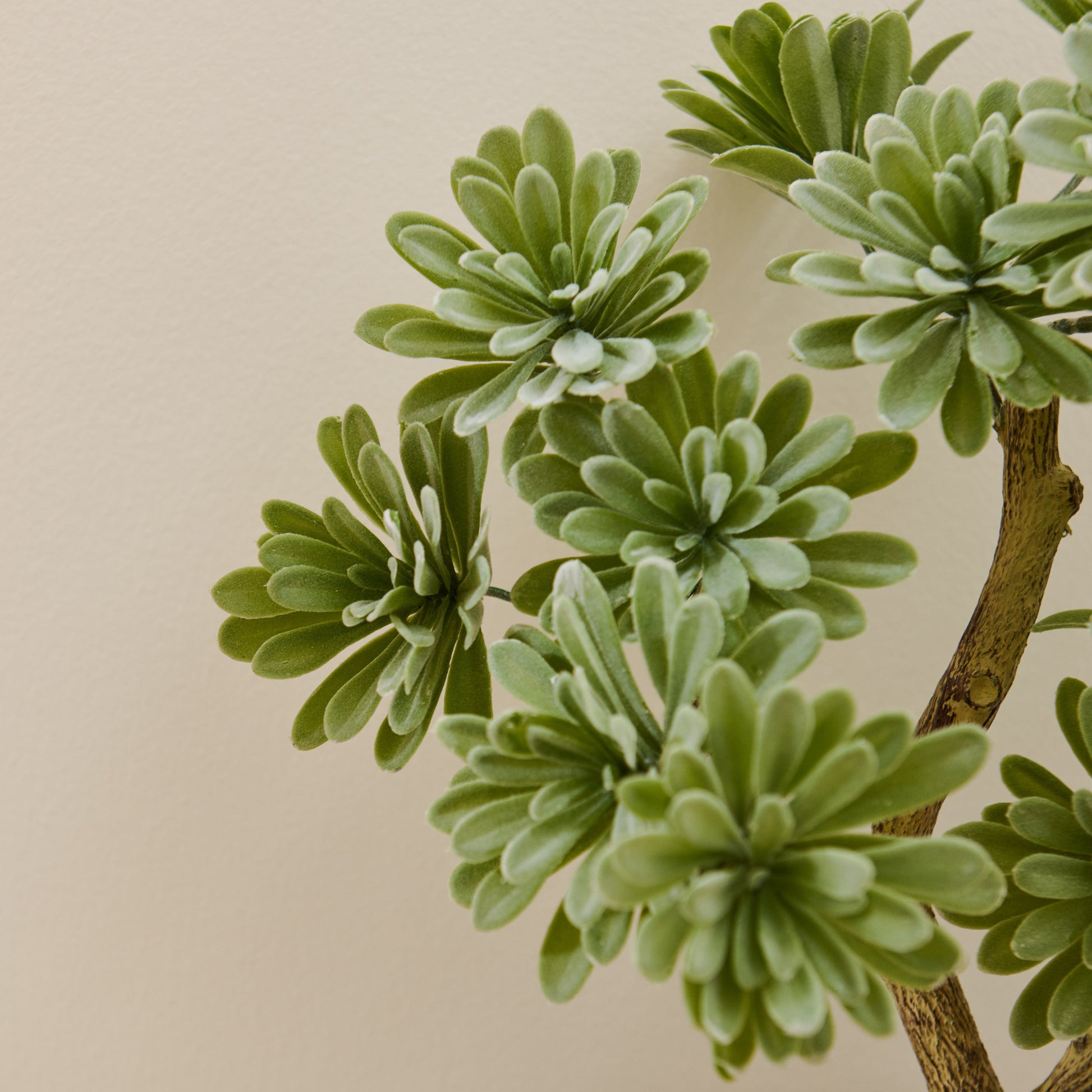 kew marble succulent Kew Succulent in Cement Pot