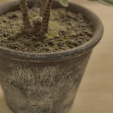 Kew 48cm Succulent In Paper Mache Pot - Laura James 