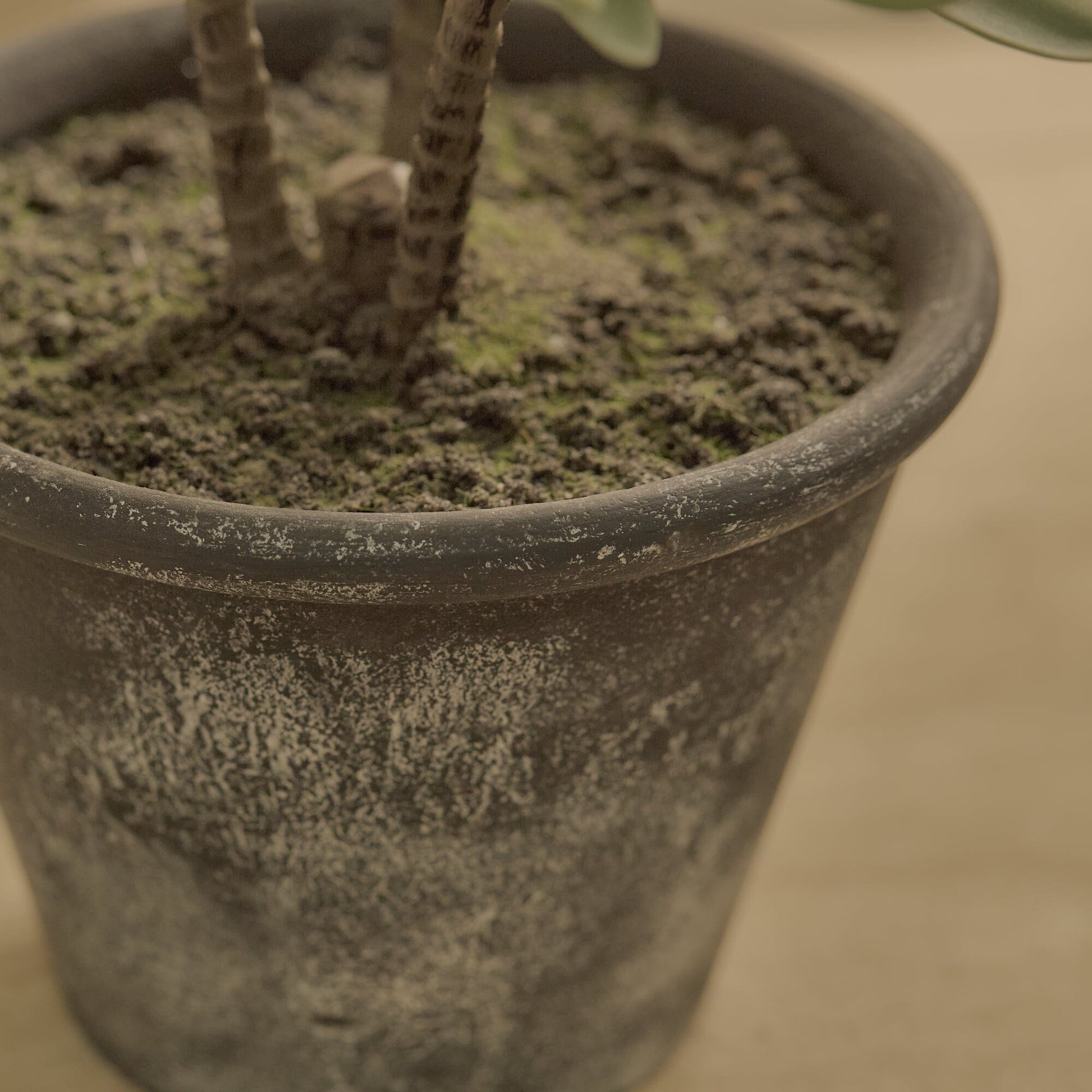 Kew 48cm Succulent In Paper Mache Pot - Laura James 