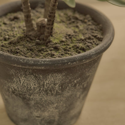 Kew 48cm Succulent In Paper Mache Pot - Laura James 