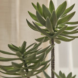 Kew 48cm Succulent In Paper Mache Pot - Laura James 
