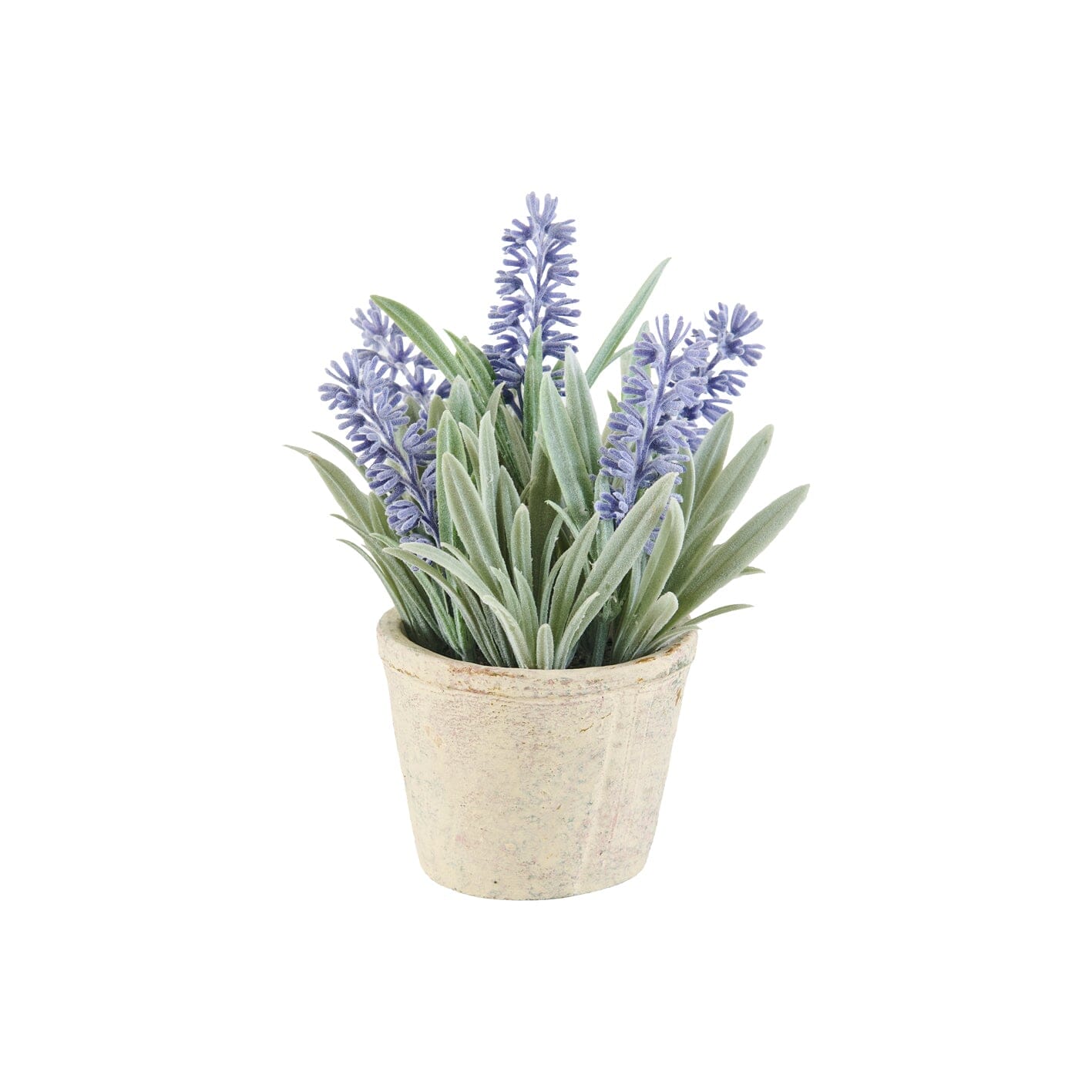Kew Lavender Plant in Cement Pot - 18cm - Laura James