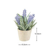 Kew Lavender Plant in Cement Pot - 18cm - Laura James