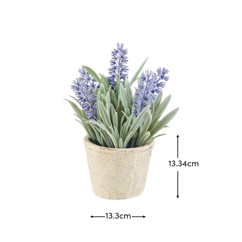 Kew Lavender Plant in Cement Pot - 18cm - Laura James