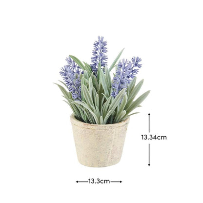 Kew Lavender Plant in Cement Pot - 18cm - Laura James