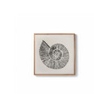 Newlyn 45x45cm Wall Art - Shell II - Laura James