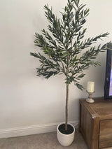 Kew Olive Tree in Cement Pot - 157cm - Laura James 