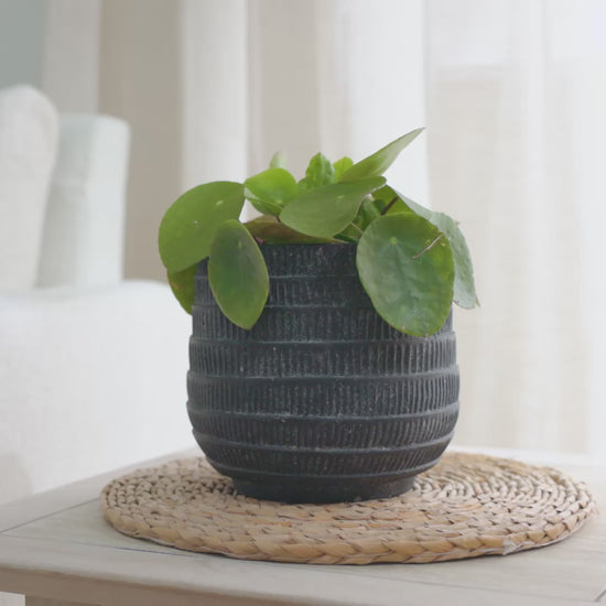 Abala Rustic Grey Cement Plant Pot - Laura James 